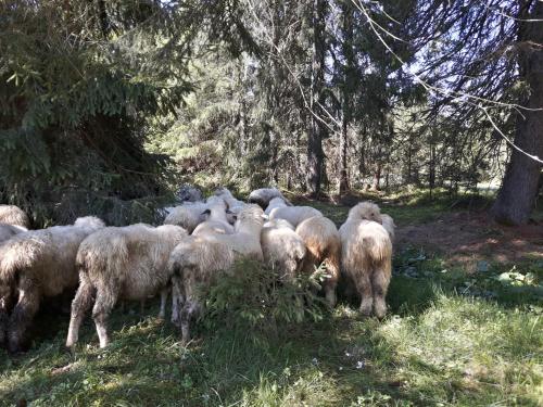 Άλλα ζώα σε αυτό το bed & breakfast ή στη γύρω περιοχή