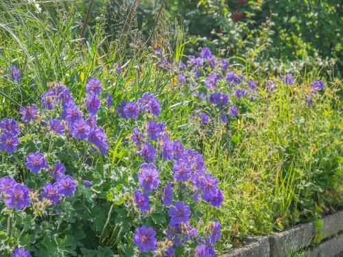 a garden with purple flowers in a stone box at Primrose - W43303 in Goxhill