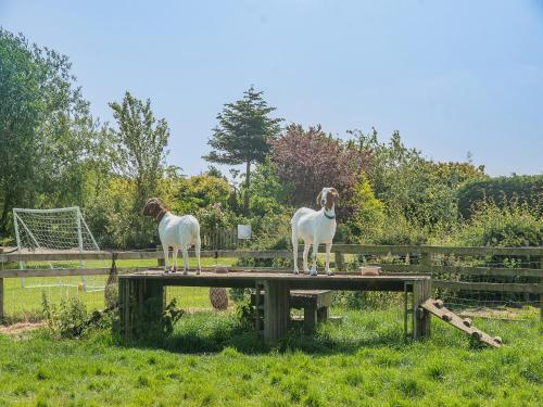 two goats standing on a table in a field at Primrose - W43303 in Goxhill