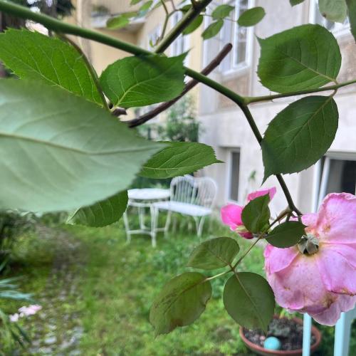 a pink flower on a tree in a yard at Palais am Park in Krems an der Donau