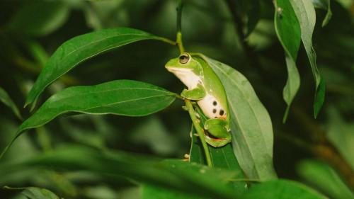 a frog sitting on top of a green leaf at Wisdom Garden Home Stay in Yuli