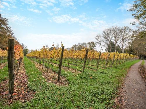 a vineyard with autumn leaves and a road at Mousehall Oast in Wadhurst