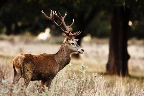 Άλλα ζώα σε αυτό το διαμέρισμα ή στη γύρω περιοχή