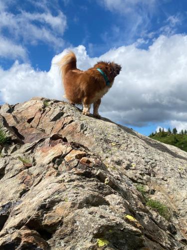 a dog standing on top of a rock at La Casa Del Gelsomino in Ospedaletto