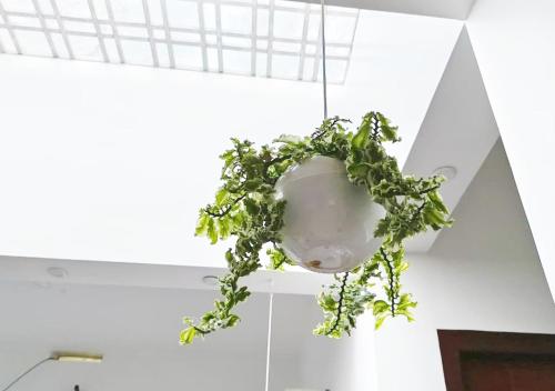 a green plant hanging from a ceiling at Re-Leaf Hom-Treat Homestay in Wayanad