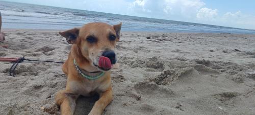 a brown dog laying in the sand on the beach at Pousada Kasabela Residence in Prea