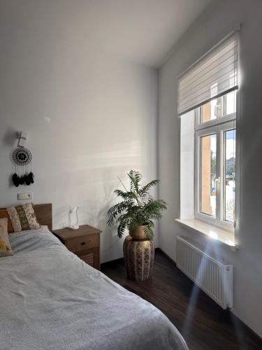 a bedroom with a potted plant and a window at Apartament w centrum miasta in Szczytno