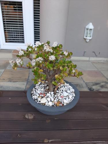 a bonsai tree with white flowers in a blue bowl at Simply The Choice Manor in Panorama