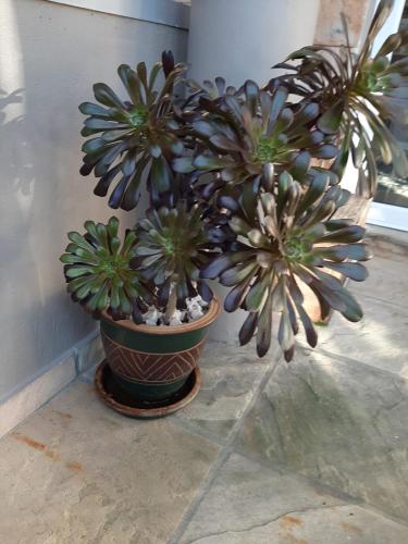 a plant in a pot sitting next to a wall at Simply The Choice Manor in Panorama