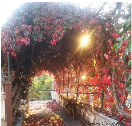 an archway covered in flowers and vines at I colori dell'orizzonte in Santo Stefano
