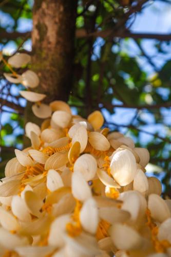 a bunch of white mushrooms on a tree at Caju com Mel Hospedagem in Moreré