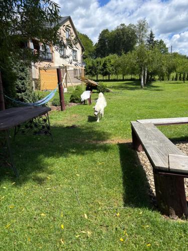 a dog running in the grass next to a bench at U Małgorzaty in Wojtkowa