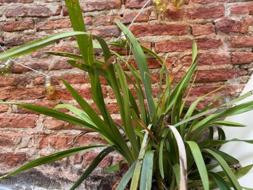 Photo de la galerie de l'établissement Casa Antica, à Savone