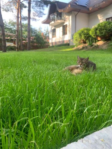 a cat laying in the grass in a yard at Modra Sikorka in Smardzewice