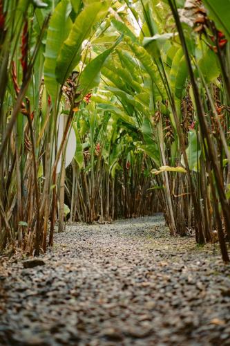a plantation of banana plants with a dirt road at Orange Eco Villas in Quimbaya