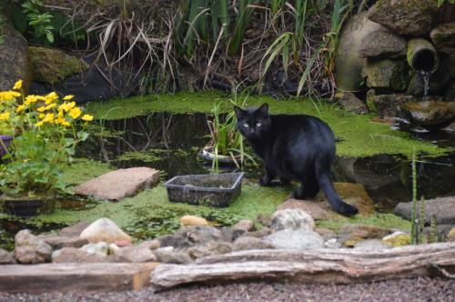 a black cat standing in the grass near a pond at Chambre dans le bocage normand in Landisacq