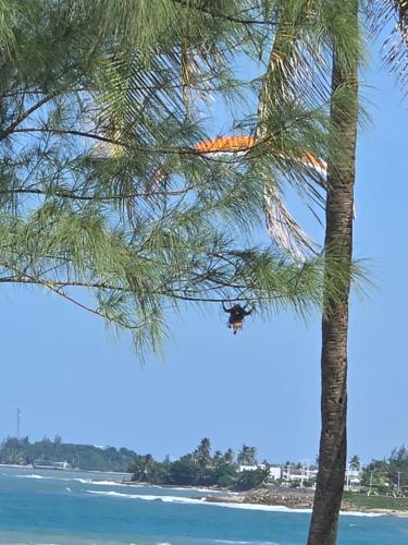 a palm tree with the beach in the background at Villa Molina Del Mar in Arecibo