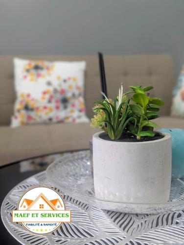 a potted plant sitting on top of a table at MAEF Immo et Services in Yaoundé