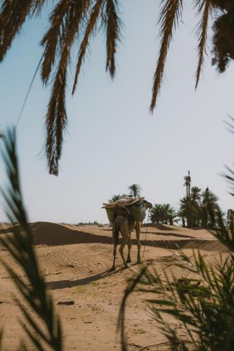 a camel walking in the sand with a boat on its back at Sahara Camp Light in Mhamid