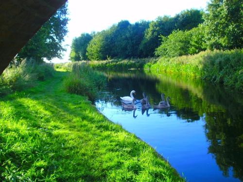 a group of ducks swimming in a river at Cosy Home Stay in Nottinghamshire in Retford