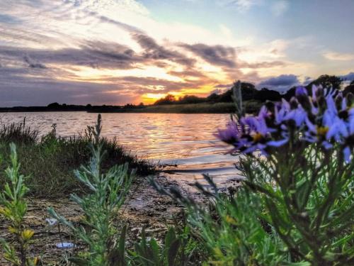 a sunset over a body of water with purple flowers at 4 star holiday home in Rønde-By Traum in Rønde