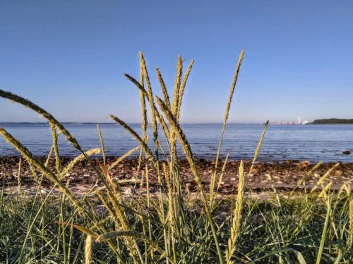 a field of tall grass next to a body of water at 4 star holiday home in Rønde-By Traum in Rønde