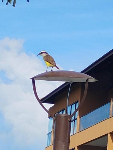 a bird sitting on top of a building at Vizinho à igrejinha - Apartamento completo no ECO RESORT Praia dos Carneiros in Praia dos Carneiros