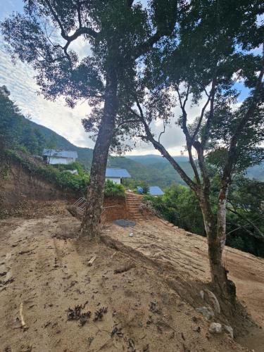 two trees sitting on top of a dirt hill at Tribano vattavada in Vattavada