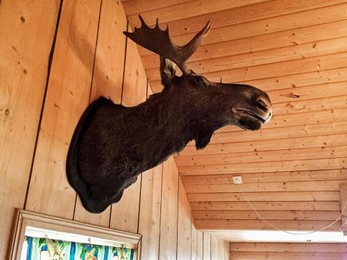 a moose head hanging on a wall at Lakeview Cottage Retreat-By Traum in Gränna