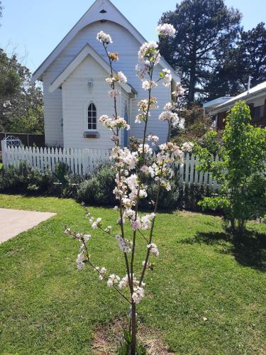a tree with white flowers in front of a house at St Aidan's - Converted Church in Mudgee