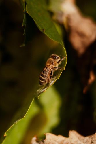 a small insect sitting on a green leaf at Agriturismo Zapparè Farm Hotel in Trevignano