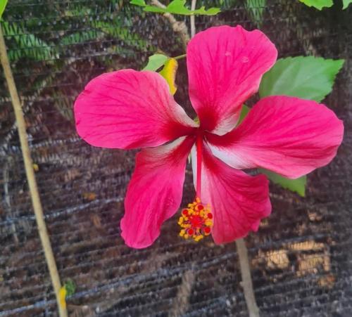 una flor rosa frente a una pared de ladrillo en Casa Lua, en Isla de Boipeba