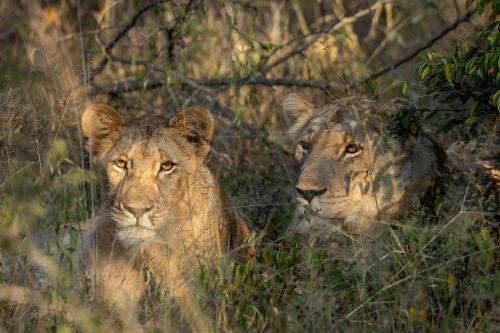two lions are sitting in the tall grass at Karongwe - Becks Safari Lodge in Hoedspruit