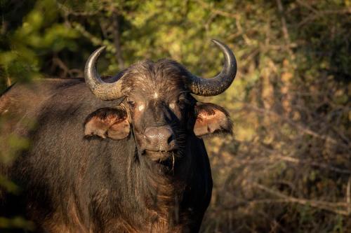 a bull with horns is looking at the camera at Karongwe - Becks Safari Lodge in Hoedspruit