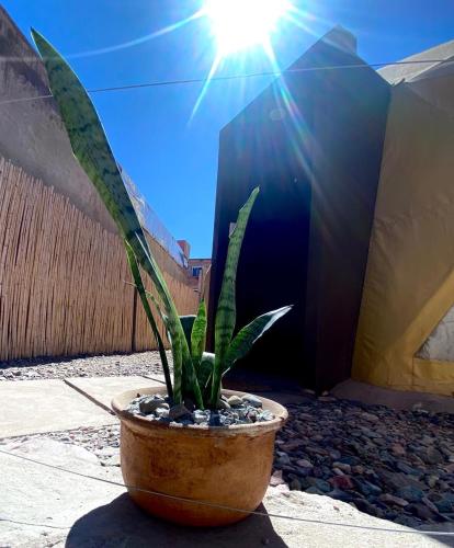 a plant in a pot sitting on the ground at Tinku Huasi Domos Suite in Tilcara