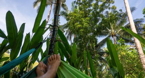 a person hammocks in a hammock in front of palm trees at Water to Forest Ecolodge in Loboc