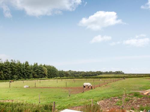 a group of horses grazing in a field at Old Highwood - Hog End in Luppitt
