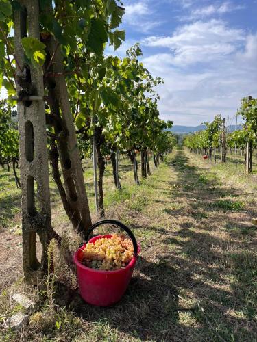 Zahrada ubytování Podere Campanella