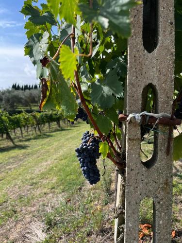 Zahrada ubytování Podere Campanella