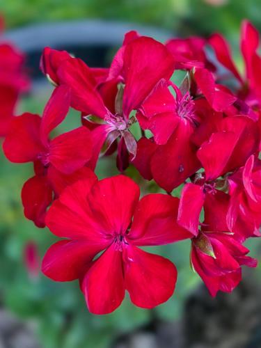 a group of red flowers in a bunch at Ella Happy View Homestay in Ella