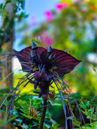 a close up of a purple flower at Ella Happy View Homestay in Ella