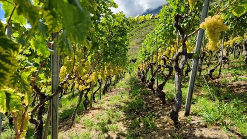 a row of grapes in a vineyard at Rocca degli Olivi in San Gimignano