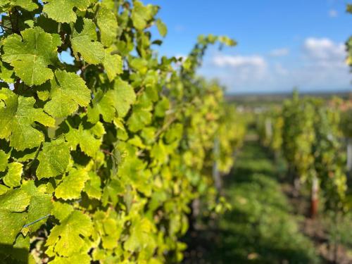 Gambar di galeri bagi Le Clos Des Vignes - Charme au cœur du vignoble di Pfaffenheim