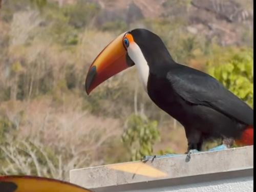 a black and white bird sitting on a ledge at Casa Ilhabela a cinco minutos do centro in Ilhabela