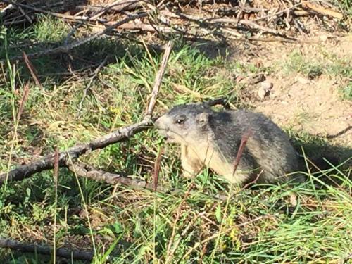 Animales en el departamento o alrededores