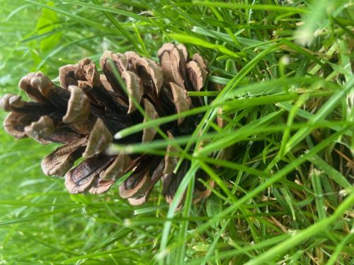 a pine cone in the grass at Mira Moleta bienvenidos a Canfranc in Canfranc-Estación