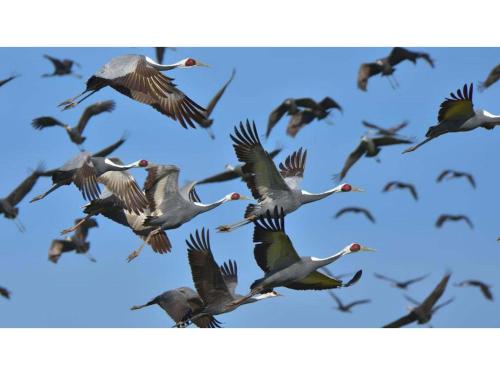 a flock of birds flying in the sky at Yunoko Umi To Yuyake - Vacation STAY 91661v in Minamata