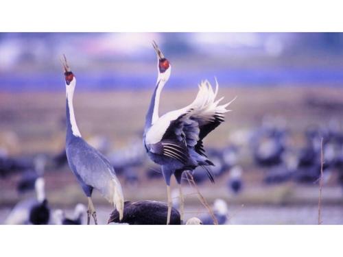 two birds are standing next to each other at Yunoko Umi To Yuyake - Vacation STAY 91661v in Minamata