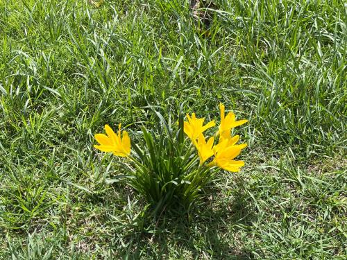 a group of yellow flowers in the grass at Il Palazzo del Borgo - Affittacamere in Todi