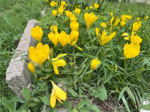 a bunch of yellow flowers next to a rock at Il Palazzo del Borgo - Affittacamere in Todi